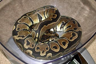 Ball python female 2005