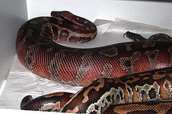 Blood python breeding