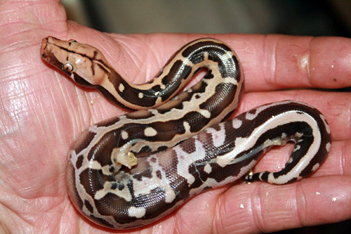 Blood python breeding