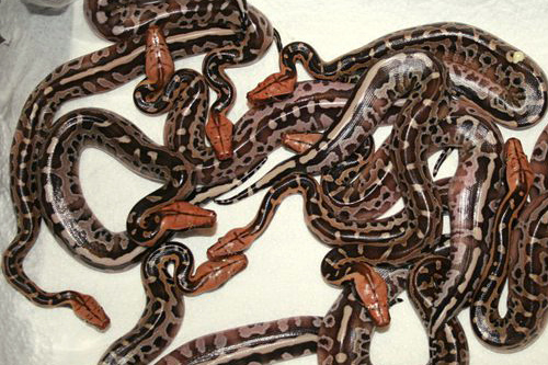 Blood python breeding