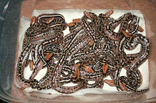 Blood python breeding