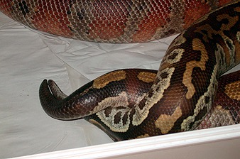 Blood python breeding