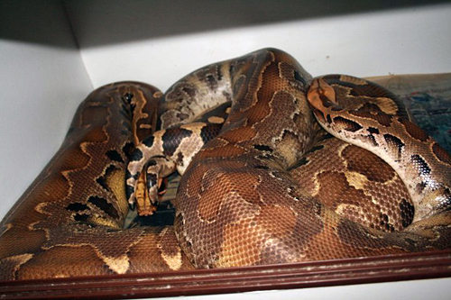 Blood python breeding