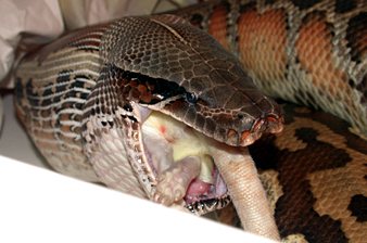 Blood python feeding