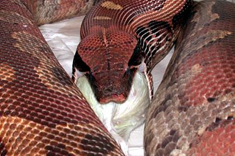 Blood python feeding